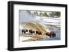 Wyoming, Yellowstone National Park, Bison Herd Drinking from Firehole River-Elizabeth Boehm-Framed Photographic Print