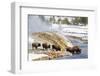 Wyoming, Yellowstone National Park, Bison Herd Drinking from Firehole River-Elizabeth Boehm-Framed Photographic Print