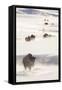 Wyoming, Yellowstone National Park, Bison Herd Walking Down Alum Creek-Elizabeth Boehm-Framed Stretched Canvas