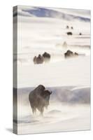 Wyoming, Yellowstone National Park, Bison Herd Walking Down Alum Creek-Elizabeth Boehm-Stretched Canvas