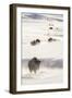 Wyoming, Yellowstone National Park, Bison Herd Walking Down Alum Creek-Elizabeth Boehm-Framed Premium Photographic Print