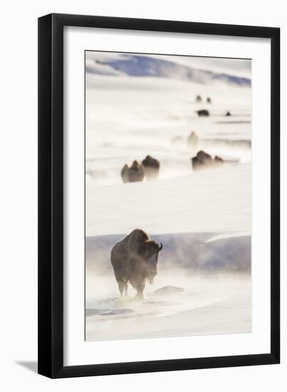 Wyoming, Yellowstone National Park, Bison Herd Walking Down Alum Creek-Elizabeth Boehm-Framed Premium Photographic Print