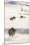 Wyoming, Yellowstone National Park, Bison Herd Walking Down Alum Creek-Elizabeth Boehm-Mounted Photographic Print