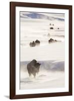 Wyoming, Yellowstone National Park, Bison Herd Walking Down Alum Creek-Elizabeth Boehm-Framed Photographic Print