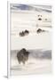 Wyoming, Yellowstone National Park, Bison Herd Walking Down Alum Creek-Elizabeth Boehm-Framed Photographic Print