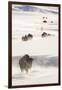 Wyoming, Yellowstone National Park, Bison Herd Walking Down Alum Creek-Elizabeth Boehm-Framed Photographic Print