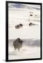 Wyoming, Yellowstone National Park, Bison Herd Walking Down Alum Creek-Elizabeth Boehm-Framed Photographic Print