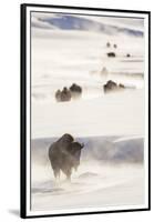 Wyoming, Yellowstone National Park, Bison Herd Walking Down Alum Creek-Elizabeth Boehm-Framed Premium Photographic Print