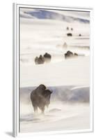 Wyoming, Yellowstone National Park, Bison Herd Walking Down Alum Creek-Elizabeth Boehm-Framed Premium Photographic Print