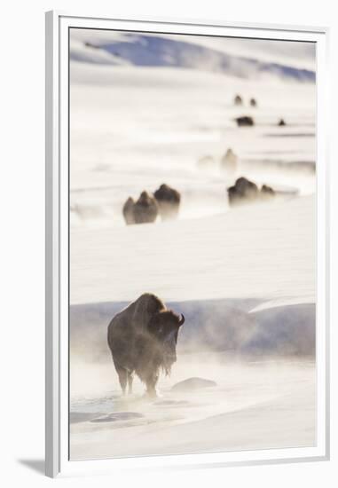 Wyoming, Yellowstone National Park, Bison Herd Walking Down Alum Creek-Elizabeth Boehm-Framed Premium Photographic Print