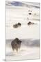 Wyoming, Yellowstone National Park, Bison Herd Walking Down Alum Creek-Elizabeth Boehm-Mounted Premium Photographic Print