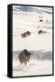 Wyoming, Yellowstone National Park, Bison Herd Walking Down Alum Creek-Elizabeth Boehm-Framed Stretched Canvas