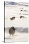 Wyoming, Yellowstone National Park, Bison Herd Walking Down Alum Creek-Elizabeth Boehm-Stretched Canvas