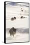 Wyoming, Yellowstone National Park, Bison Herd Walking Down Alum Creek-Elizabeth Boehm-Framed Stretched Canvas