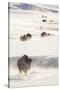 Wyoming, Yellowstone National Park, Bison Herd Walking Down Alum Creek-Elizabeth Boehm-Stretched Canvas