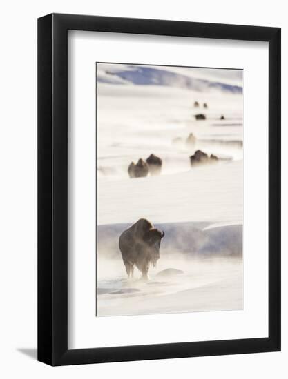 Wyoming, Yellowstone National Park, Bison Herd Walking Down Alum Creek-Elizabeth Boehm-Framed Photographic Print