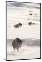 Wyoming, Yellowstone National Park, Bison Herd Walking Down Alum Creek-Elizabeth Boehm-Mounted Photographic Print