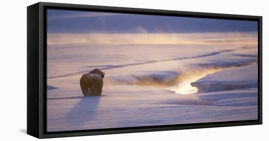 Wyoming, Yellowstone National Park, Bison in Winter Along Alum Creek at Sunset-Elizabeth Boehm-Framed Stretched Canvas