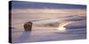 Wyoming, Yellowstone National Park, Bison in Winter Along Alum Creek at Sunset-Elizabeth Boehm-Stretched Canvas