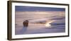 Wyoming, Yellowstone National Park, Bison in Winter Along Alum Creek at Sunset-Elizabeth Boehm-Framed Photographic Print