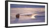 Wyoming, Yellowstone National Park, Bison in Winter Along Alum Creek at Sunset-Elizabeth Boehm-Framed Photographic Print