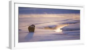 Wyoming, Yellowstone National Park, Bison in Winter Along Alum Creek at Sunset-Elizabeth Boehm-Framed Photographic Print