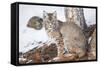 Wyoming, Yellowstone National Park, Bobcat Sitting under Tree-Elizabeth Boehm-Framed Stretched Canvas