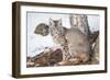 Wyoming, Yellowstone National Park, Bobcat Sitting under Tree-Elizabeth Boehm-Framed Photographic Print
