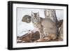 Wyoming, Yellowstone National Park, Bobcat Sitting under Tree-Elizabeth Boehm-Framed Photographic Print