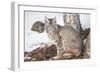Wyoming, Yellowstone National Park, Bobcat Sitting under Tree-Elizabeth Boehm-Framed Photographic Print