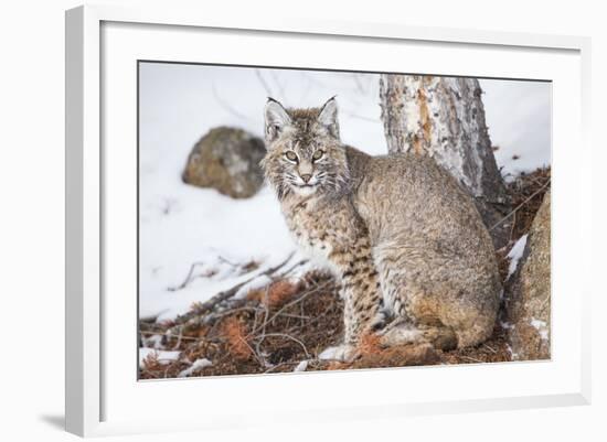 Wyoming, Yellowstone National Park, Bobcat Sitting under Tree-Elizabeth Boehm-Framed Photographic Print