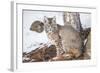 Wyoming, Yellowstone National Park, Bobcat Sitting under Tree-Elizabeth Boehm-Framed Photographic Print