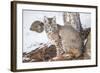 Wyoming, Yellowstone National Park, Bobcat Sitting under Tree-Elizabeth Boehm-Framed Photographic Print