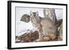 Wyoming, Yellowstone National Park, Bobcat Sitting under Tree-Elizabeth Boehm-Framed Photographic Print