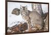 Wyoming, Yellowstone National Park, Bobcat Sitting under Tree-Elizabeth Boehm-Framed Photographic Print