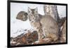 Wyoming, Yellowstone National Park, Bobcat Sitting under Tree-Elizabeth Boehm-Framed Photographic Print