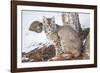 Wyoming, Yellowstone National Park, Bobcat Sitting under Tree-Elizabeth Boehm-Framed Premium Photographic Print