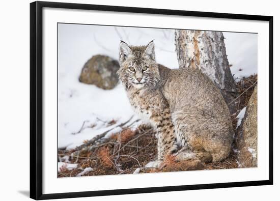 Wyoming, Yellowstone National Park, Bobcat Sitting under Tree-Elizabeth Boehm-Framed Premium Photographic Print