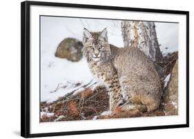 Wyoming, Yellowstone National Park, Bobcat Sitting under Tree-Elizabeth Boehm-Framed Premium Photographic Print