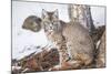 Wyoming, Yellowstone National Park, Bobcat Sitting under Tree-Elizabeth Boehm-Mounted Premium Photographic Print