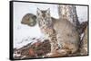 Wyoming, Yellowstone National Park, Bobcat Sitting under Tree-Elizabeth Boehm-Framed Stretched Canvas