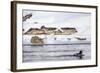 Wyoming, Yellowstone National Park, Bobcat Stalking Duck Along Madison River-Elizabeth Boehm-Framed Photographic Print