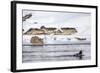 Wyoming, Yellowstone National Park, Bobcat Stalking Duck Along Madison River-Elizabeth Boehm-Framed Photographic Print