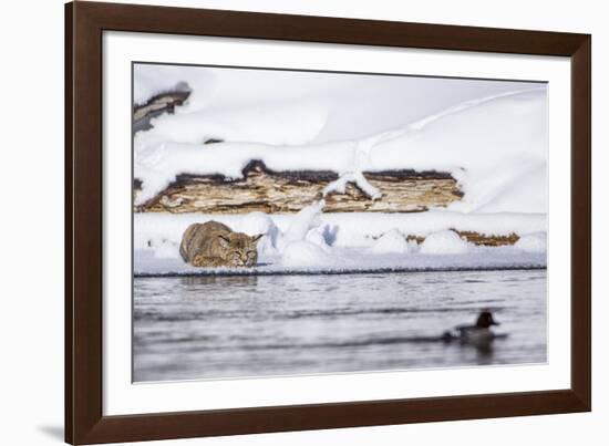 Wyoming, Yellowstone National Park, Bobcat Stalking Duck Along Madison River-Elizabeth Boehm-Framed Photographic Print