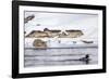 Wyoming, Yellowstone National Park, Bobcat Stalking Duck Along Madison River-Elizabeth Boehm-Framed Photographic Print
