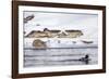 Wyoming, Yellowstone National Park, Bobcat Stalking Duck Along Madison River-Elizabeth Boehm-Framed Premium Photographic Print