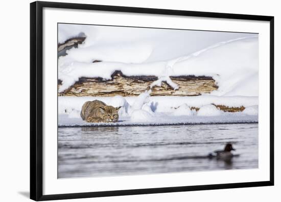 Wyoming, Yellowstone National Park, Bobcat Stalking Duck Along Madison River-Elizabeth Boehm-Framed Premium Photographic Print