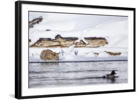 Wyoming, Yellowstone National Park, Bobcat Stalking Duck Along Madison River-Elizabeth Boehm-Framed Premium Photographic Print