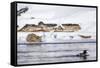 Wyoming, Yellowstone National Park, Bobcat Stalking Duck Along Madison River-Elizabeth Boehm-Framed Stretched Canvas