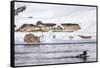Wyoming, Yellowstone National Park, Bobcat Stalking Duck Along Madison River-Elizabeth Boehm-Framed Stretched Canvas